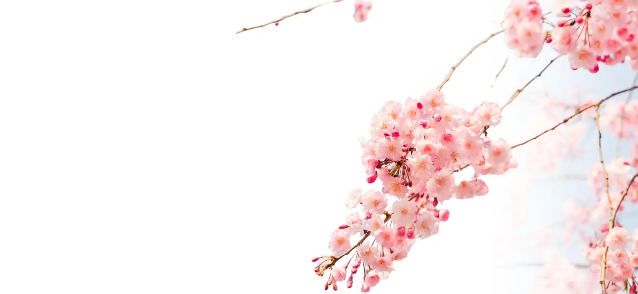 Seasonal Allergies